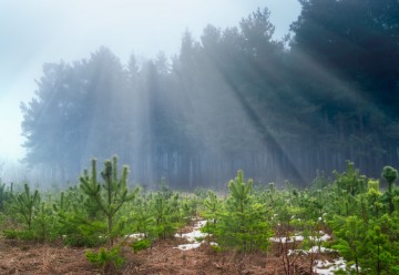 Zorlu Enerji Hatıra Ormanları İçin Bugüne Kadar 145 Bin Fidan Dikti