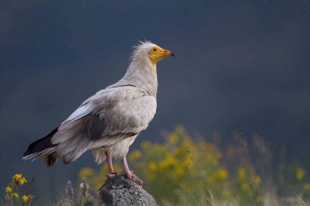 Küçük Akbabaları Koruma Projesi Küçük Akbabaları Koruma Projesi