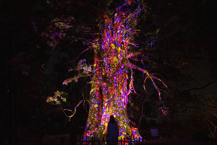 Tarihi Japon Bahçesinde TeamLab Tarafından Tasarlanan Sergi