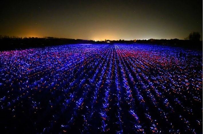 Göz Kamaştırıcı Dış Mekân Enstalasyonu, Tarımda Sürdürülebilirliğe İlham Vermek İçin Işığı Kullanıyor