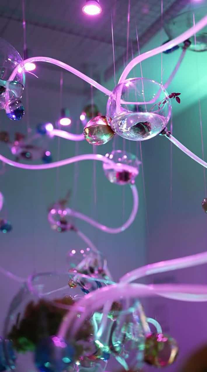 Kentsel Tarım Sergisi