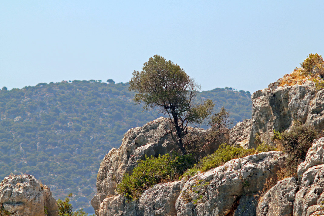 Akdeniz ve kurak ormanlar