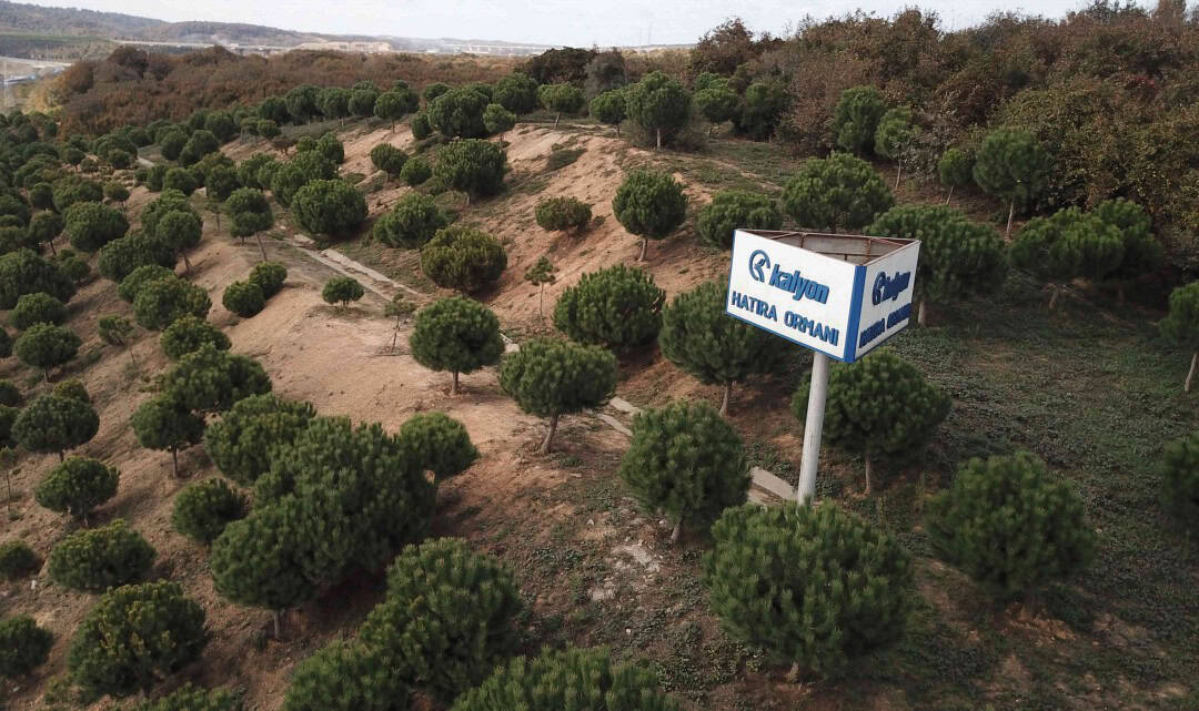 Kalyon Holding orman