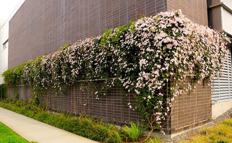 Karbon negatif cephe