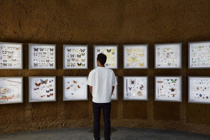 Montreal Insectarium'un Metamorphosis