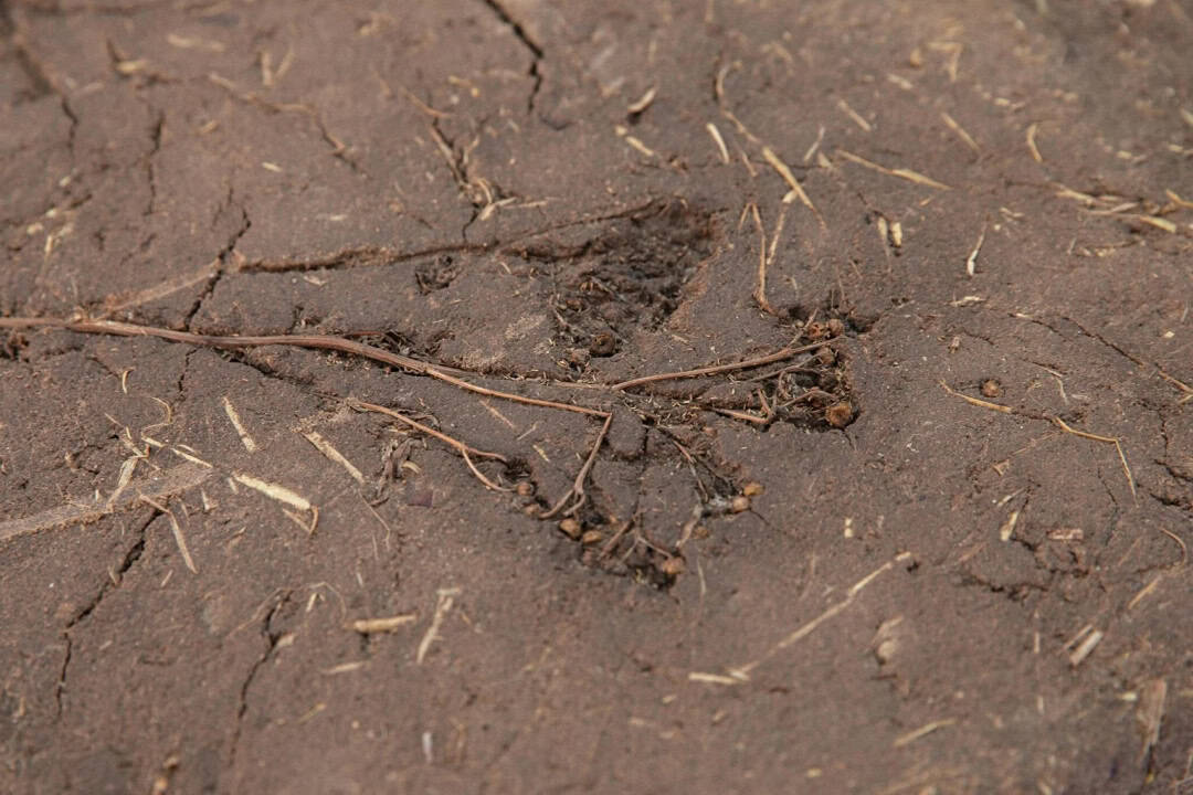 Nefes Alan Duvarlar Nefes Alan Duvarlar