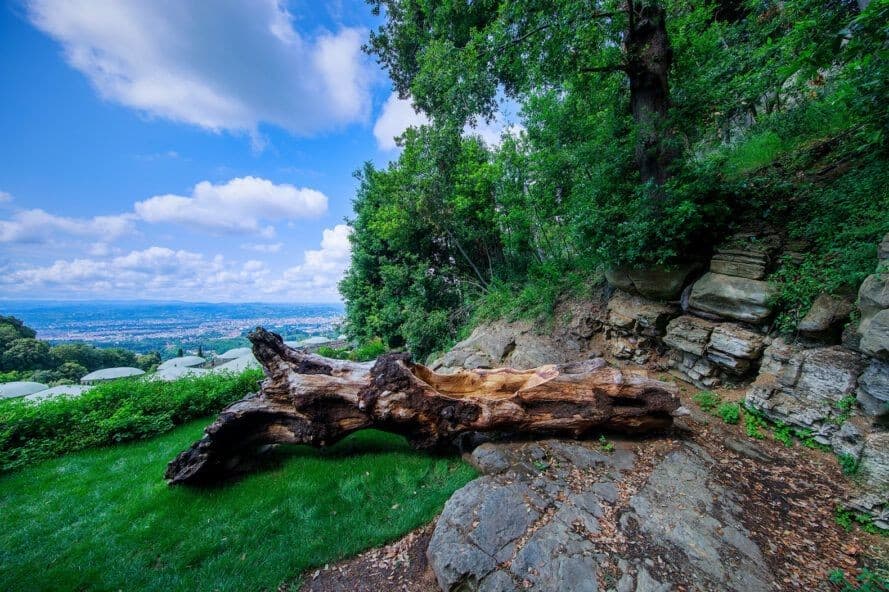 Ölü Ağaca Hayat Katan Sürdürülebilir Tasarım