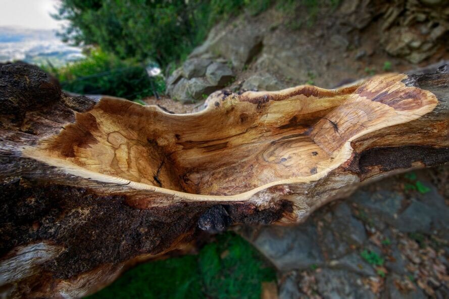 Ölü Ağaca Hayat Katan Sürdürülebilir Tasarım