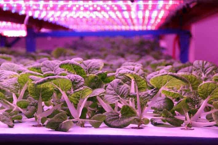 Hidroponik Tarım Mor Işık