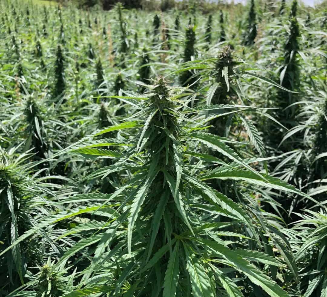 Sürdürülebilir Mimaride Kenevir Nasıl Kullanılır?