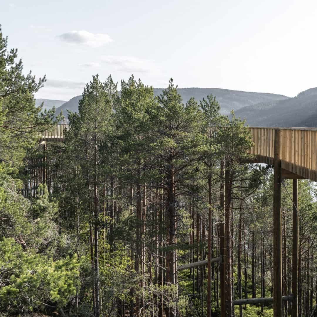 Tüm Doğaseverlerin Erişebileceği Bir Ağaç Tepesi Yürüyüş Yolu