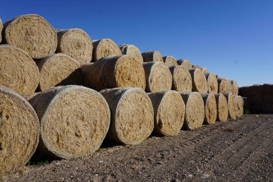 Sürdürülebilir Mimaride Kenevir