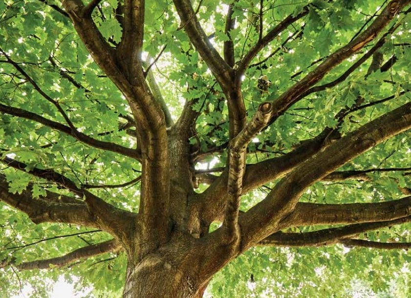 Teknik Meseleler: Ahşabınızı Tanıyın