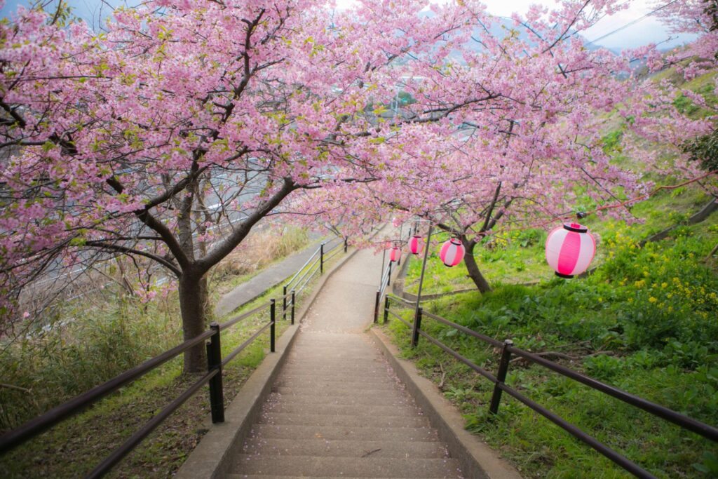 Kiraz Çiçeği Festivali